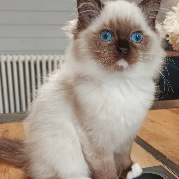 chaton Ragdoll black mitted Zzetop Chatterie Echo de Narcisse