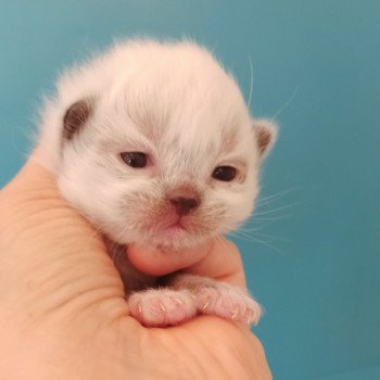 chaton Ragdoll black mitted Chatterie Echo de Narcisse