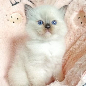 chaton Ragdoll black mitted Usm Chatterie Echo de Narcisse