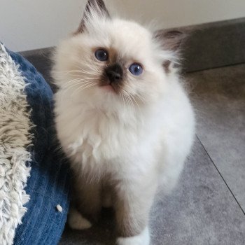 chaton Ragdoll black mitted Watson U Chatterie Echo de Narcisse