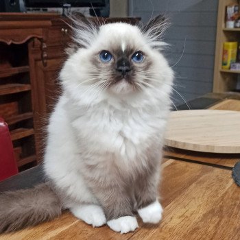 chaton Ragdoll black mitted Watson U Chatterie Echo de Narcisse