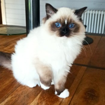 chaton Ragdoll black mitted Watson U Chatterie Echo de Narcisse