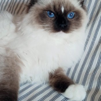 chaton Ragdoll black mitted Watson U Chatterie Echo de Narcisse