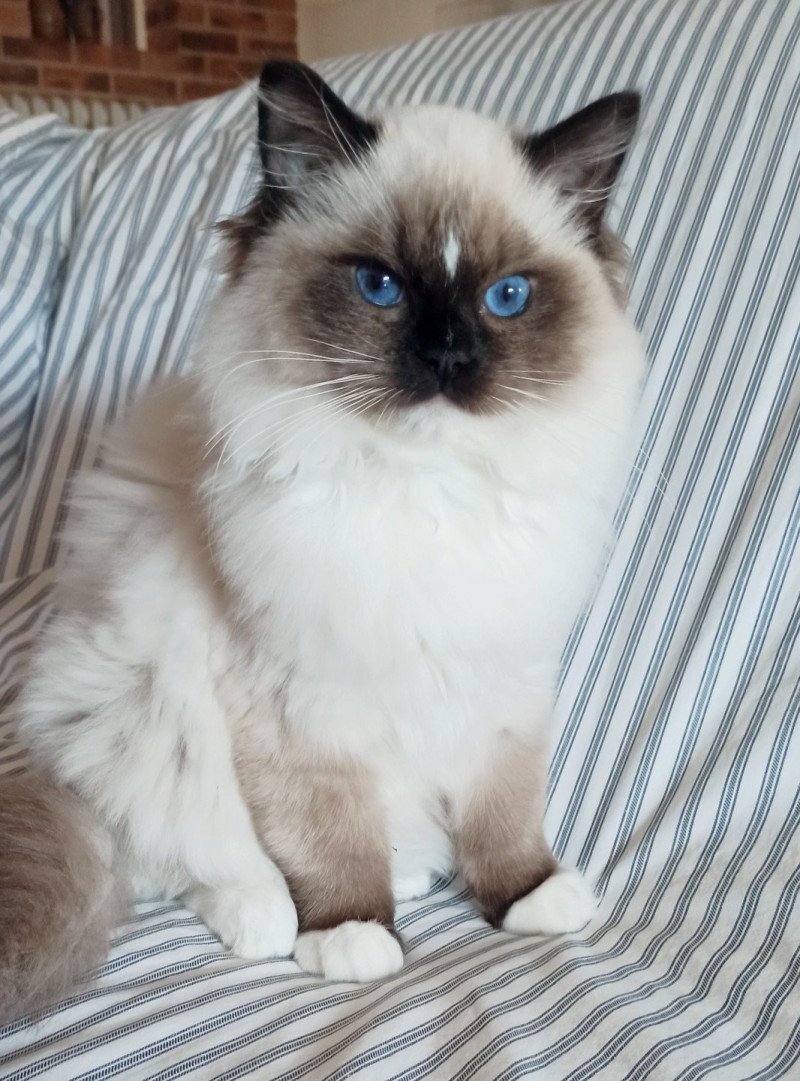 Echo de Narcisse Watson U Mâle Ragdoll