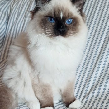 chaton Ragdoll black mitted Watson U Chatterie Echo de Narcisse