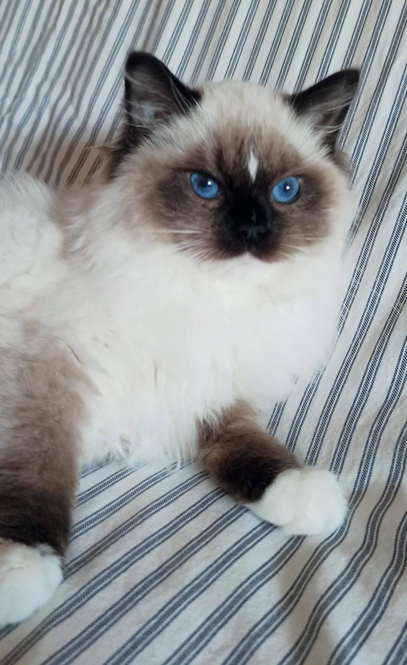 Echo de Narcisse Watson U Mâle Ragdoll
