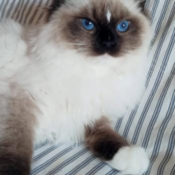 chaton Ragdoll black mitted Watson U Chatterie Echo de Narcisse