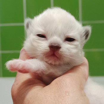 chaton Ragdoll Chatterie Echo de Narcisse