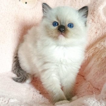 chaton Ragdoll black mitted Usm2 Chatterie Echo de Narcisse