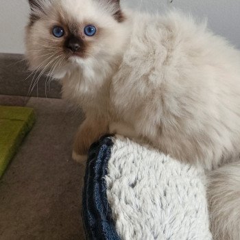 chaton Ragdoll black mitted Wilde U Chatterie Echo de Narcisse