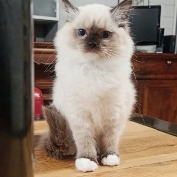 chaton Ragdoll black mitted Wilde U Chatterie Echo de Narcisse