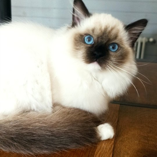 Echo de Narcisse Wilde U Femelle Ragdoll