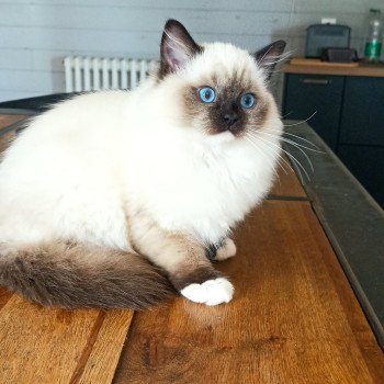 chaton Ragdoll black mitted Wilde U Chatterie Echo de Narcisse