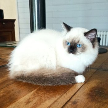 chaton Ragdoll black mitted Wilde U Chatterie Echo de Narcisse