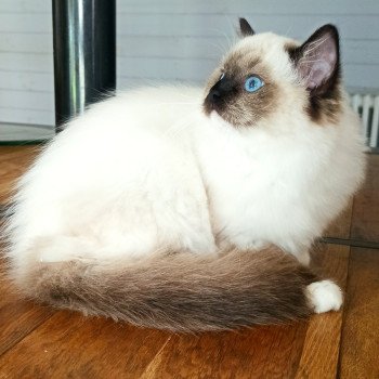 chaton Ragdoll black mitted Wilde U Chatterie Echo de Narcisse