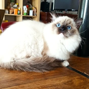 chaton Ragdoll black mitted Wilde U Chatterie Echo de Narcisse