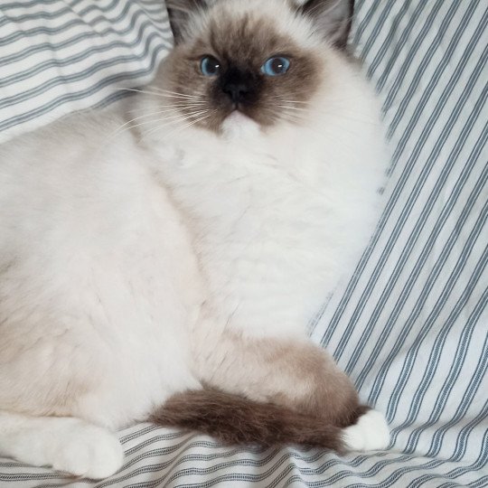 Echo de Narcisse Wilde U Femelle Ragdoll