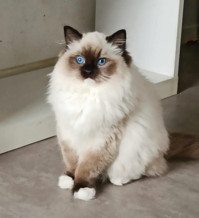 Echo de Narcisse Wilde U Femelle Ragdoll