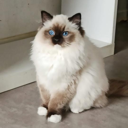 Echo de Narcisse Wilde U Femelle Ragdoll