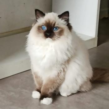 chaton Ragdoll black mitted Wilde U Chatterie Echo de Narcisse