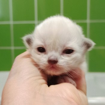 chaton Ragdoll Chatterie Echo de Narcisse