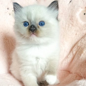 chaton Ragdoll black mitted Usm1 Chatterie Echo de Narcisse