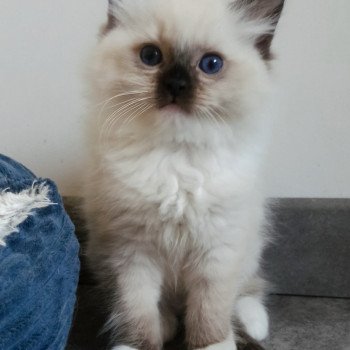 chaton Ragdoll black mitted Witness U Chatterie Echo de Narcisse