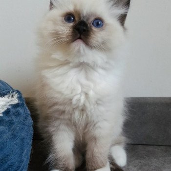 chaton Ragdoll black mitted Witness U Chatterie Echo de Narcisse