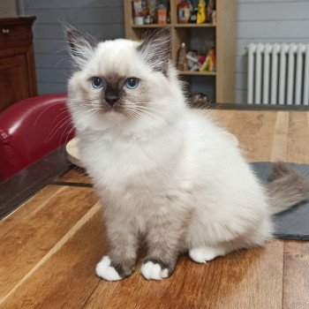 chaton Ragdoll black mitted Witness U Chatterie Echo de Narcisse