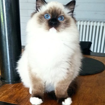 chaton Ragdoll black mitted Witness U Chatterie Echo de Narcisse