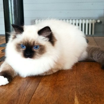 chaton Ragdoll black mitted Witness U Chatterie Echo de Narcisse