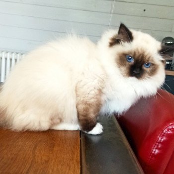 chaton Ragdoll black mitted Witness U Chatterie Echo de Narcisse