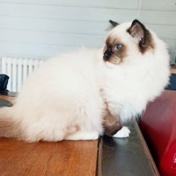 chaton Ragdoll black mitted Witness U Chatterie Echo de Narcisse