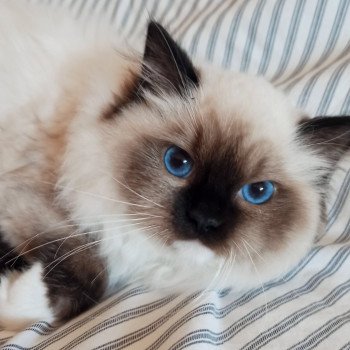 chaton Ragdoll black mitted Witness U Chatterie Echo de Narcisse