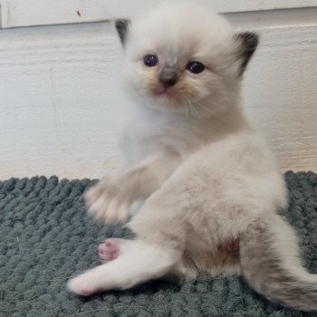 chaton Ragdoll black mitted Usm1 Chatterie Echo de Narcisse