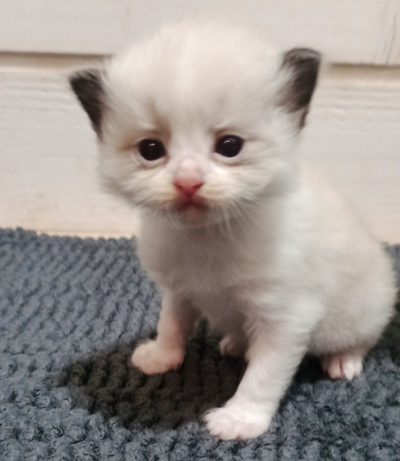 Echo de Narcisse Zébulon S Mâle Ragdoll