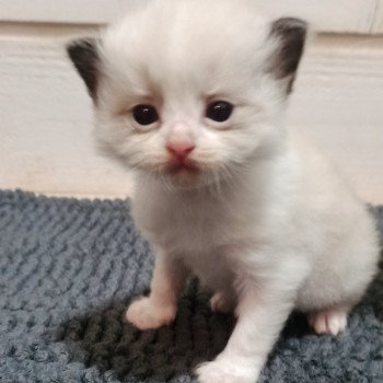 chaton Ragdoll Chatterie Echo de Narcisse