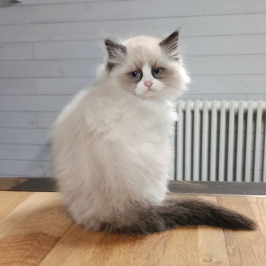 Echo de Narcisse Zébulon S Mâle Ragdoll