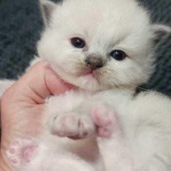 chaton Ragdoll blue mitted Chatterie Echo de Narcisse