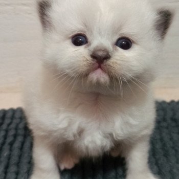 chaton Ragdoll blue mitted Chatterie Echo de Narcisse