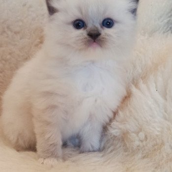 chaton Ragdoll blue mitted Wanda S Chatterie Echo de Narcisse