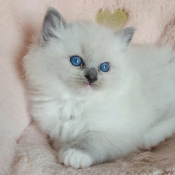 chaton Ragdoll blue mitted Wanda S Chatterie Echo de Narcisse