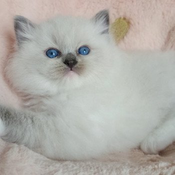 chaton Ragdoll blue mitted Wanda S Chatterie Echo de Narcisse