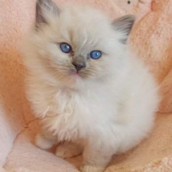 chaton Ragdoll blue mitted Wanda S Chatterie Echo de Narcisse