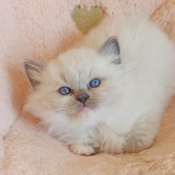 chaton Ragdoll blue mitted Wanda S Chatterie Echo de Narcisse