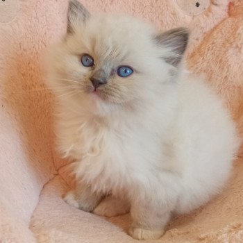 chaton Ragdoll blue mitted Wanda S Chatterie Echo de Narcisse