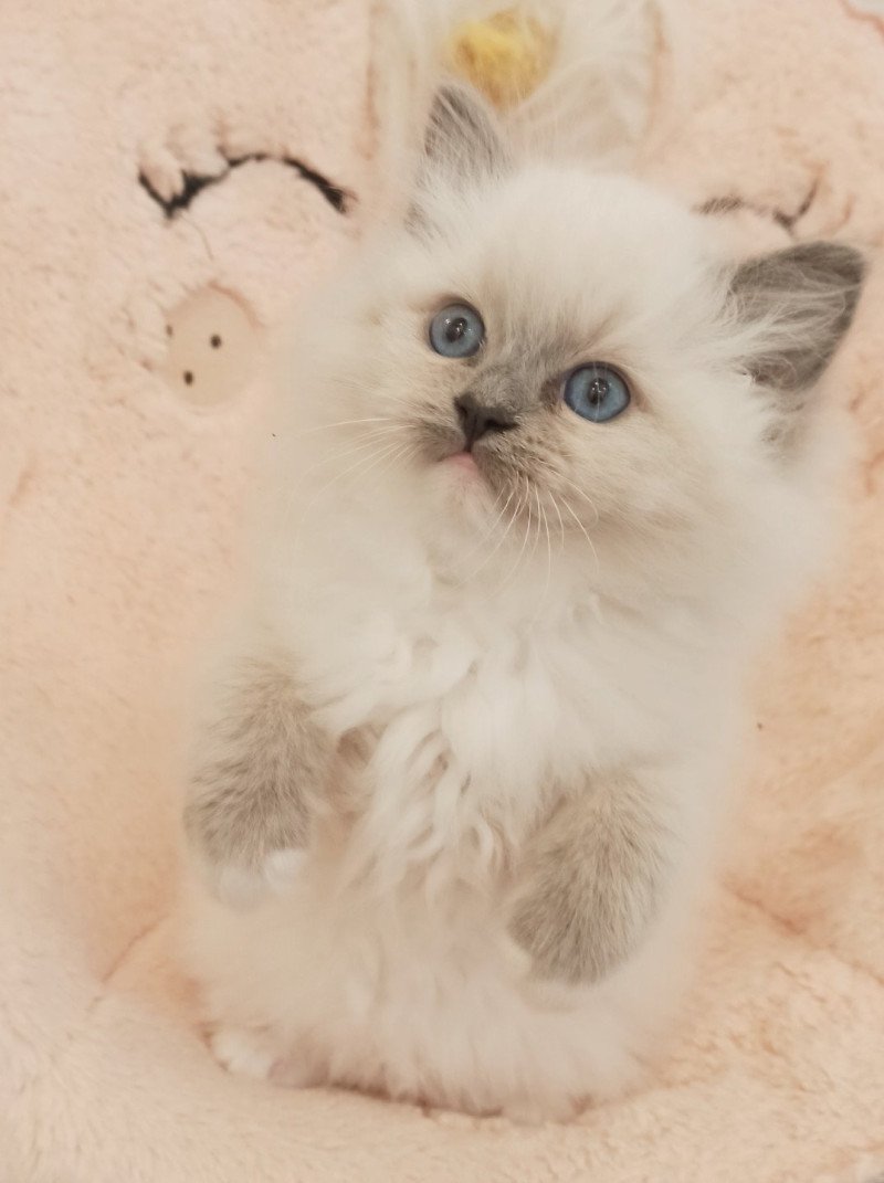 Echo de Narcisse Wanda S Femelle Ragdoll