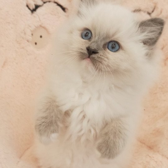 Echo de Narcisse Wanda S Femelle Ragdoll