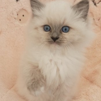 chaton Ragdoll blue mitted Wanda S Chatterie Echo de Narcisse