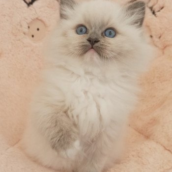 chaton Ragdoll blue mitted Wanda S Chatterie Echo de Narcisse